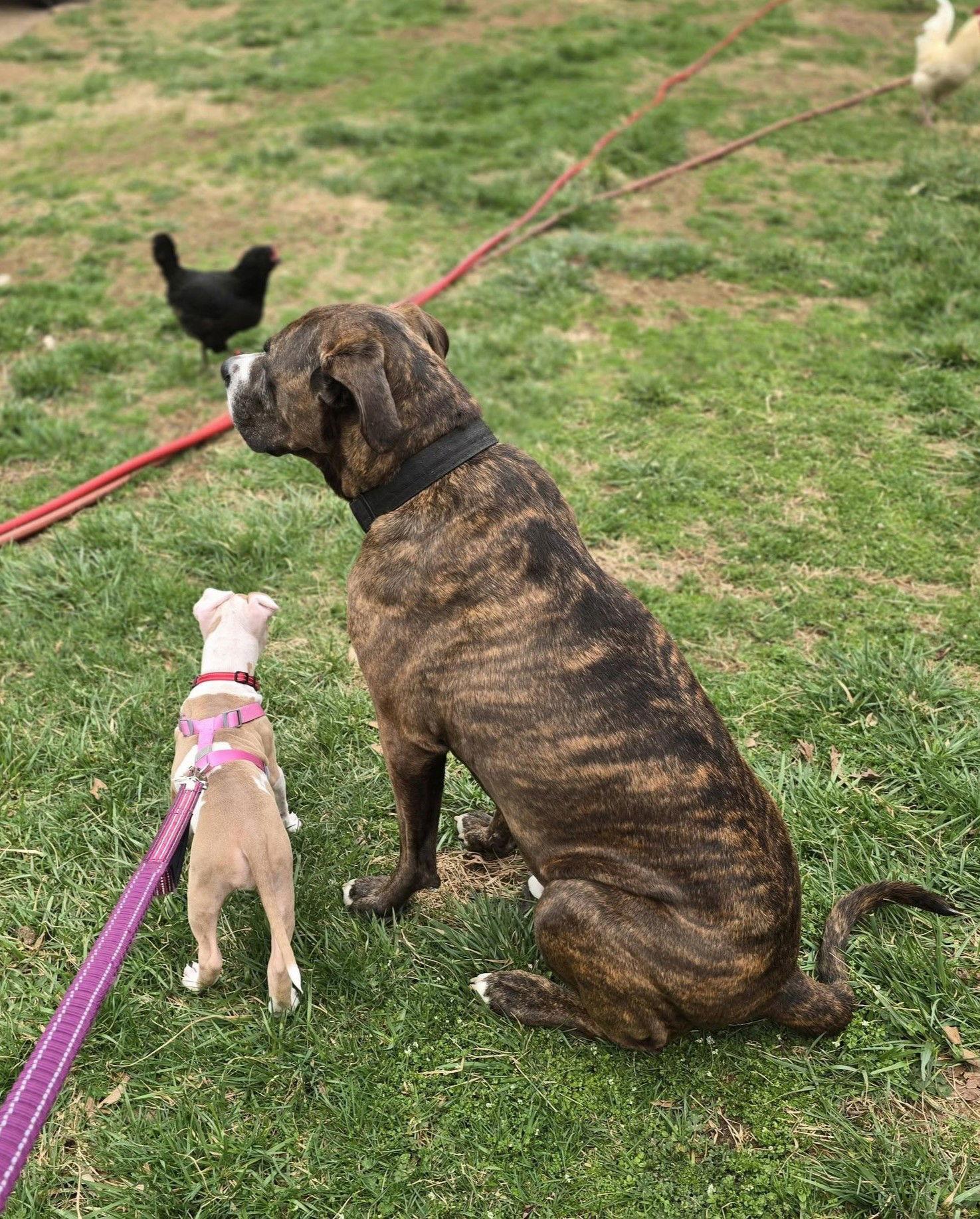 Enlarge Scarlet, a Adoptable Pit Bull Terrier in Spotsylvania, VA image 2/3