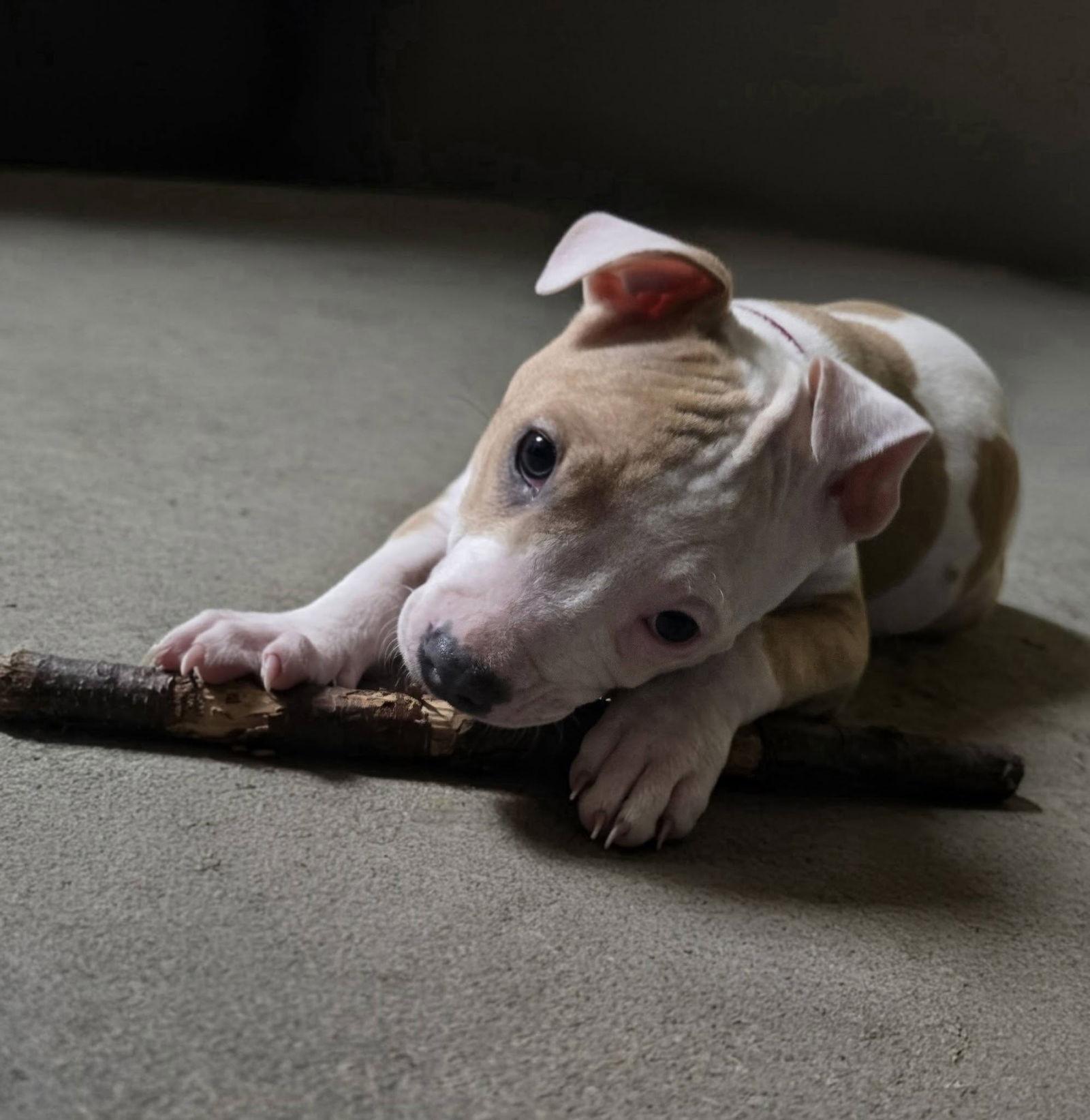 Enlarge Scarlet, a Adoptable Pit Bull Terrier in Spotsylvania, VA image 3/3