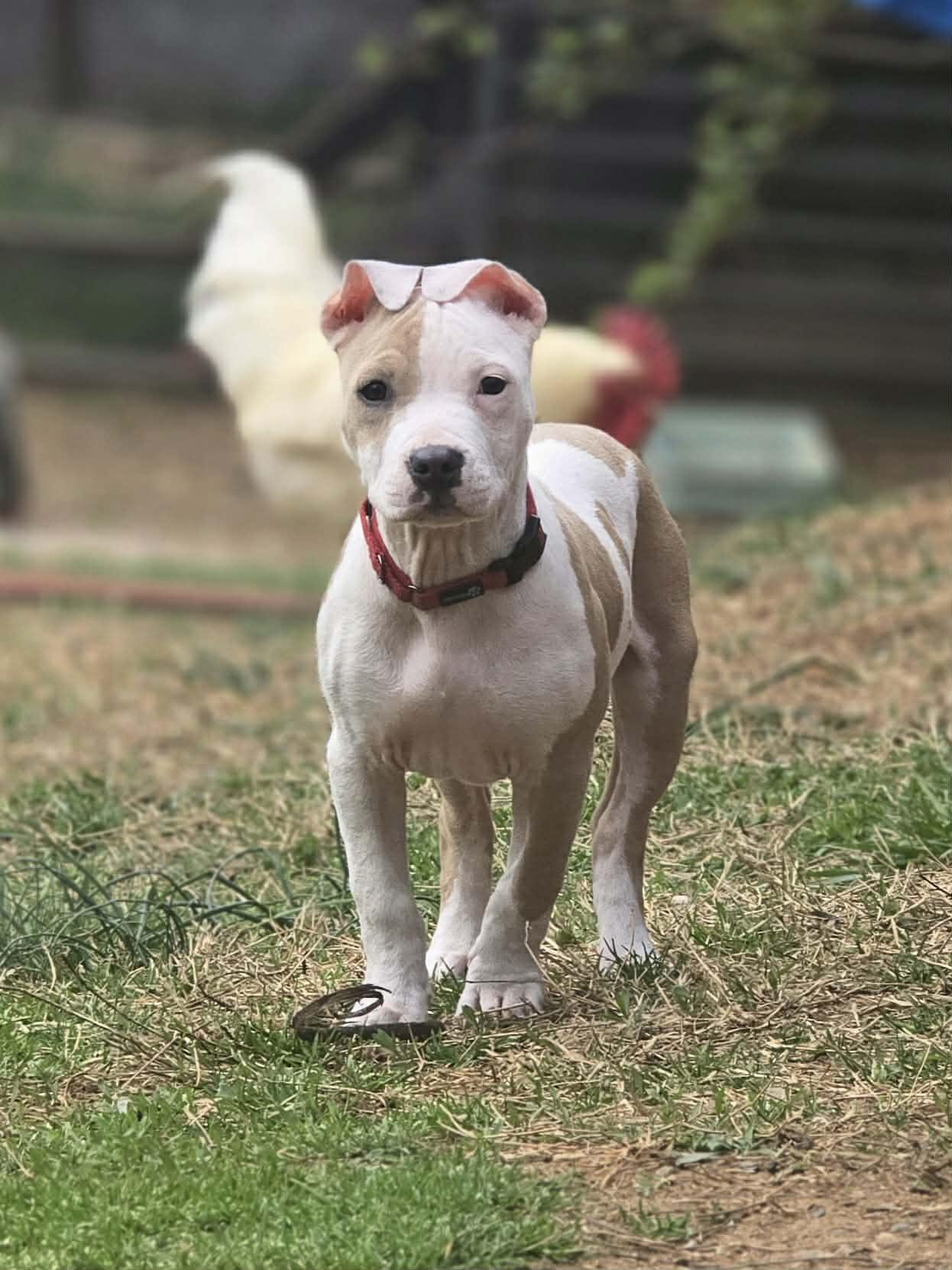 Enlarge Scarlet, a Adoptable Pit Bull Terrier in Spotsylvania, VA image 3/3