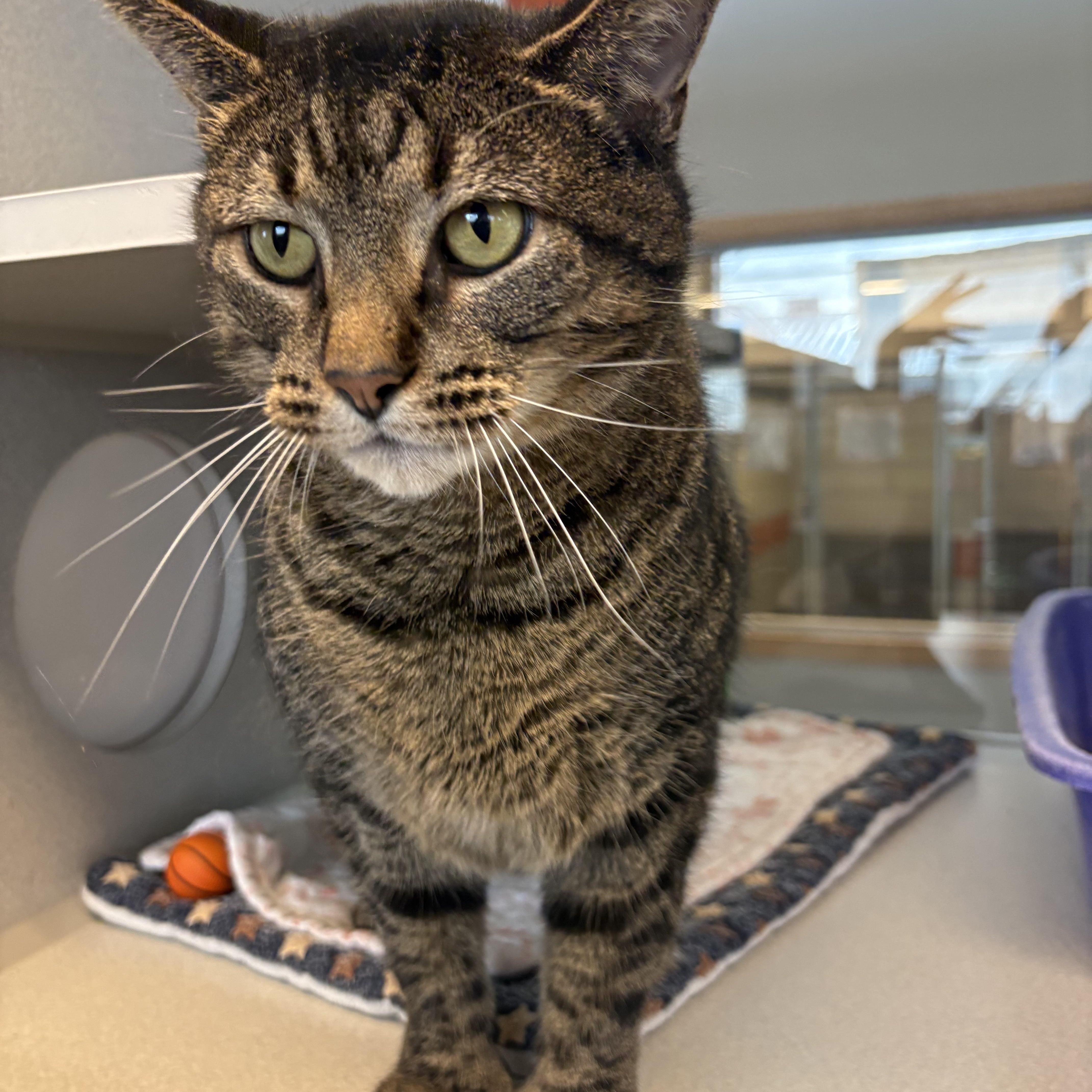 Enlarge Snuffleupagus, a Adoptable mixed breed in Cedar Rapids, IA image 1/5