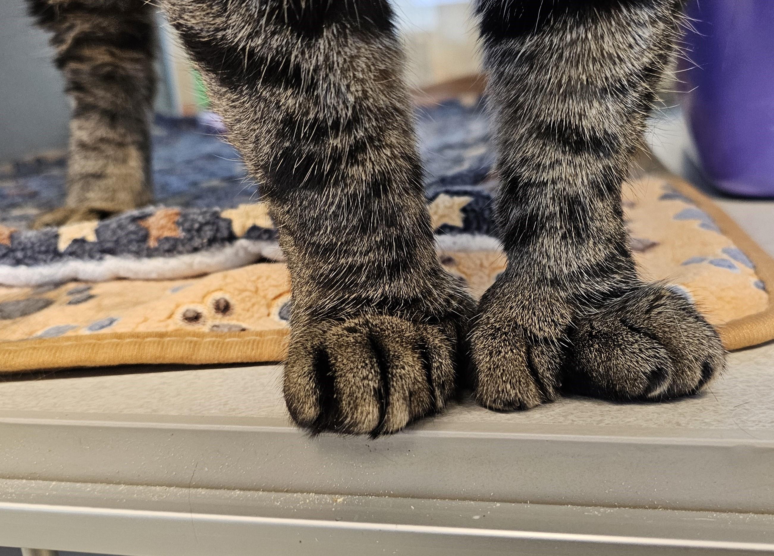 Snuffleupagus — thumbnail 2