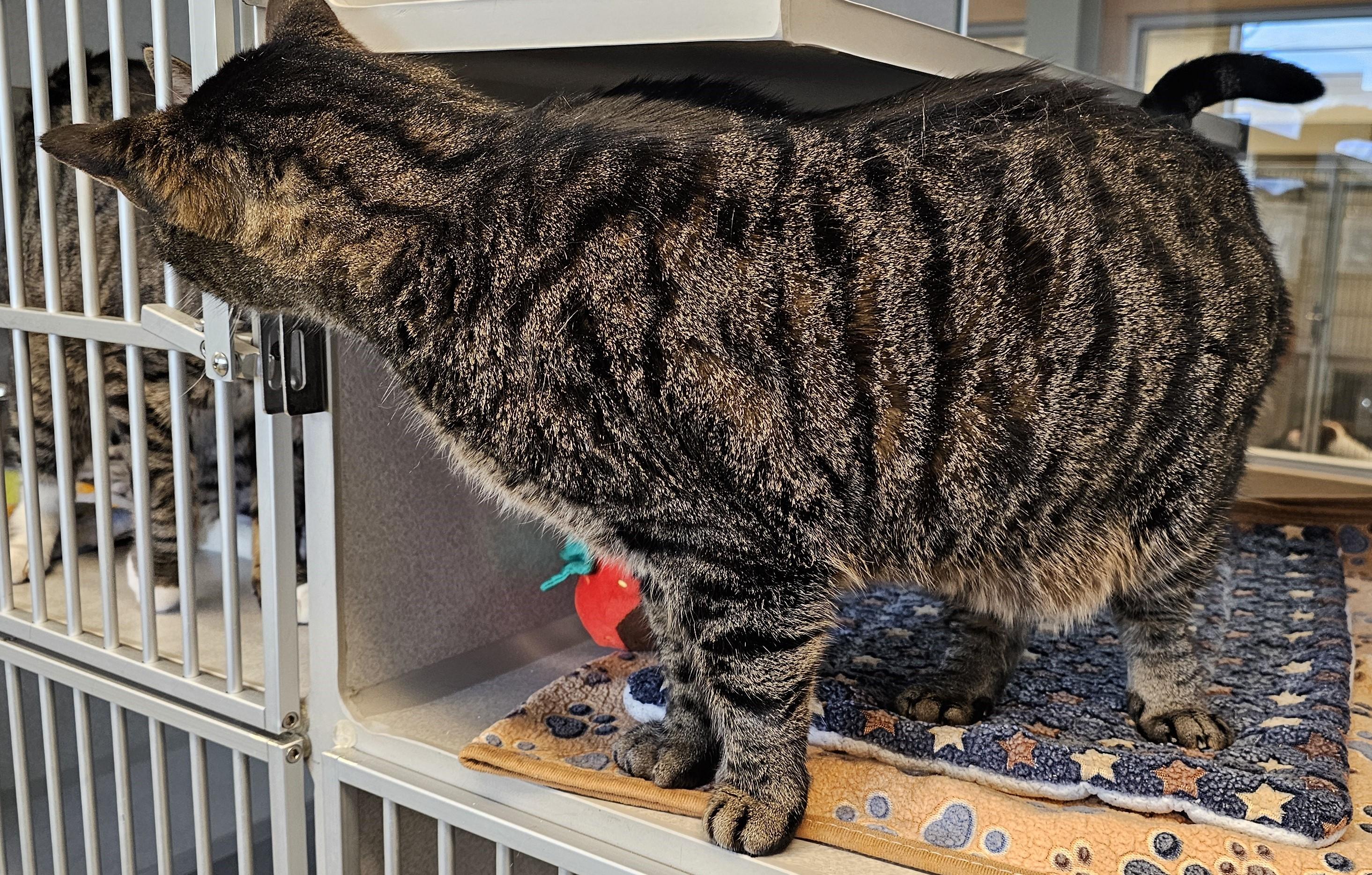 Enlarge Snuffleupagus, a Adoptable mixed breed in Cedar Rapids, IA image 5/5