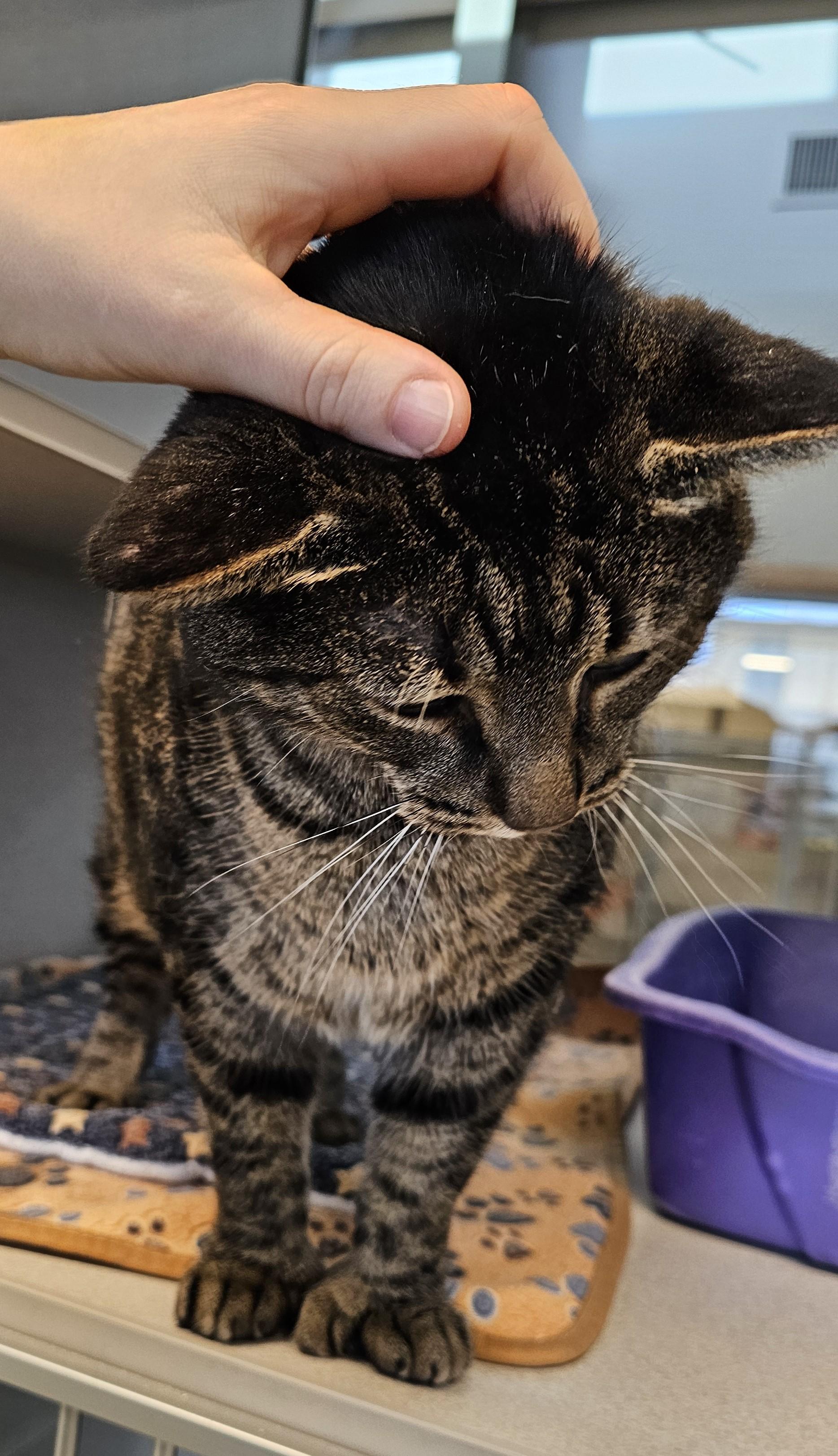 Enlarge Snuffleupagus, a Adoptable mixed breed in Cedar Rapids, IA image 4/5