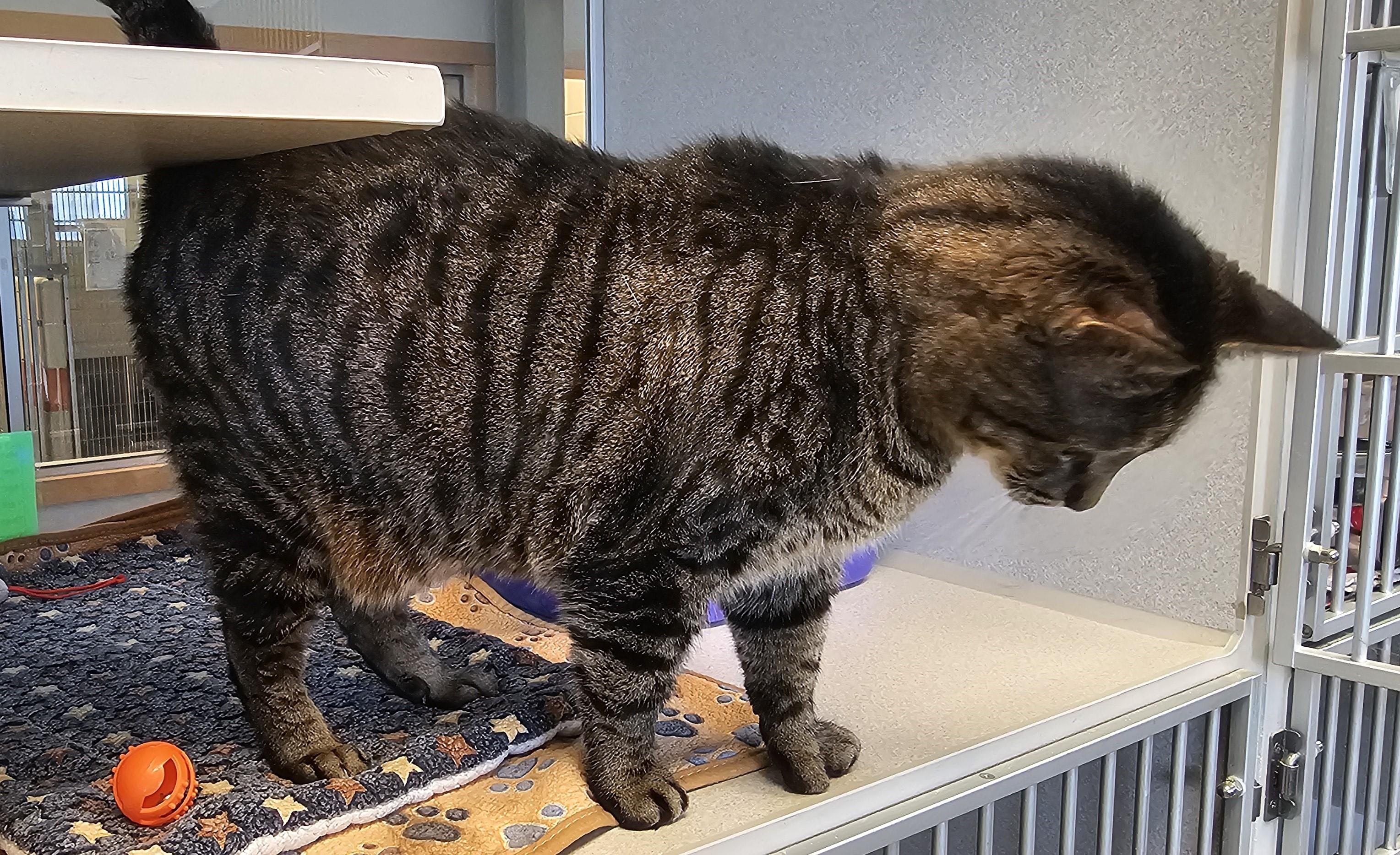 Enlarge Snuffleupagus, a Adoptable mixed breed in Cedar Rapids, IA image 2/5