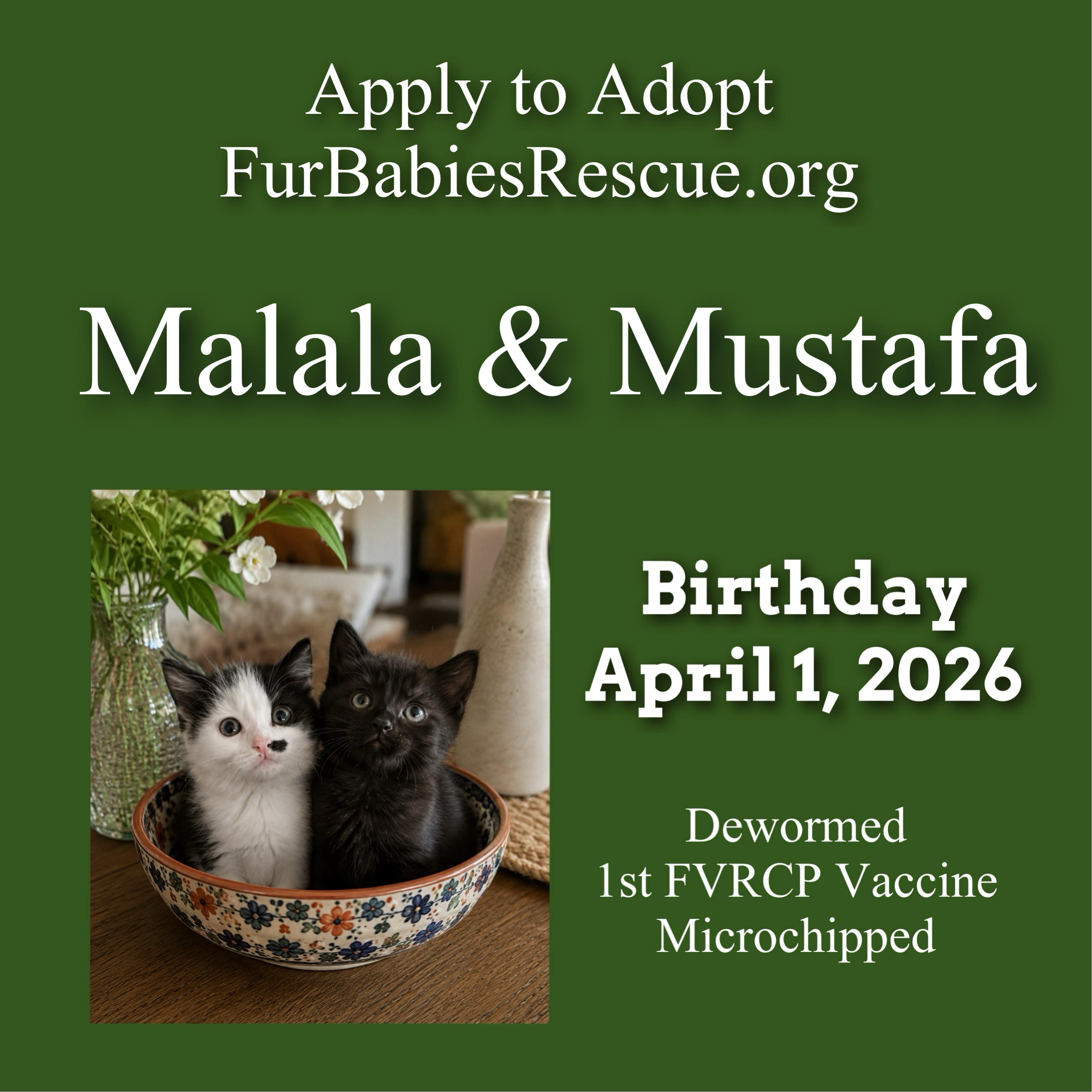 Enlarge Malala & Mustafa, a Adoptable Domestic Short Hair in Hickory, NC image 3/5