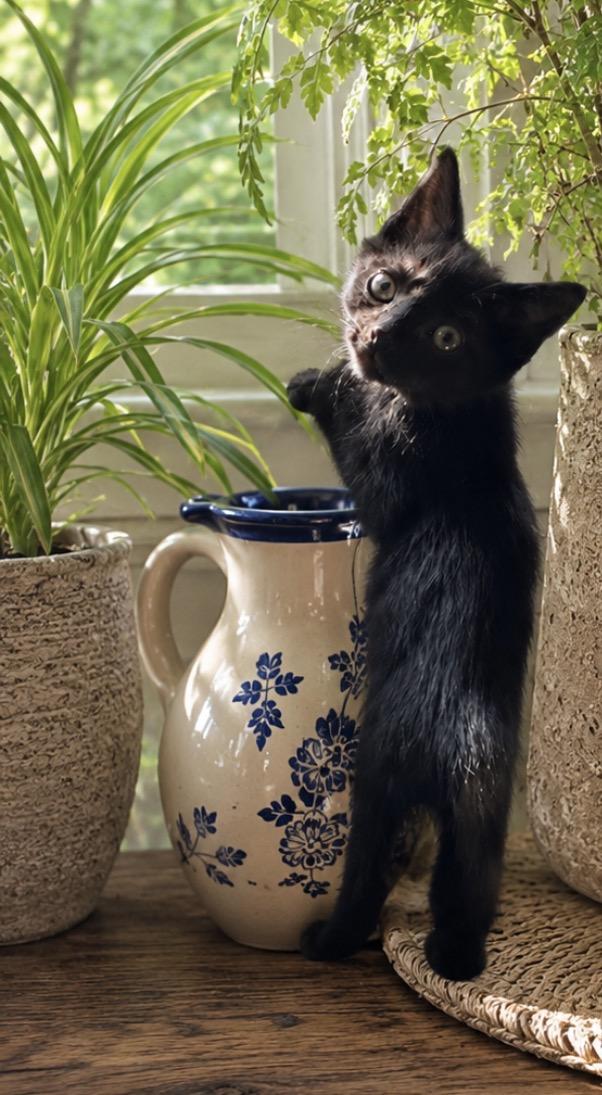 Enlarge Malala & Mustafa, a Adoptable Domestic Short Hair in Hickory, NC image 5/5
