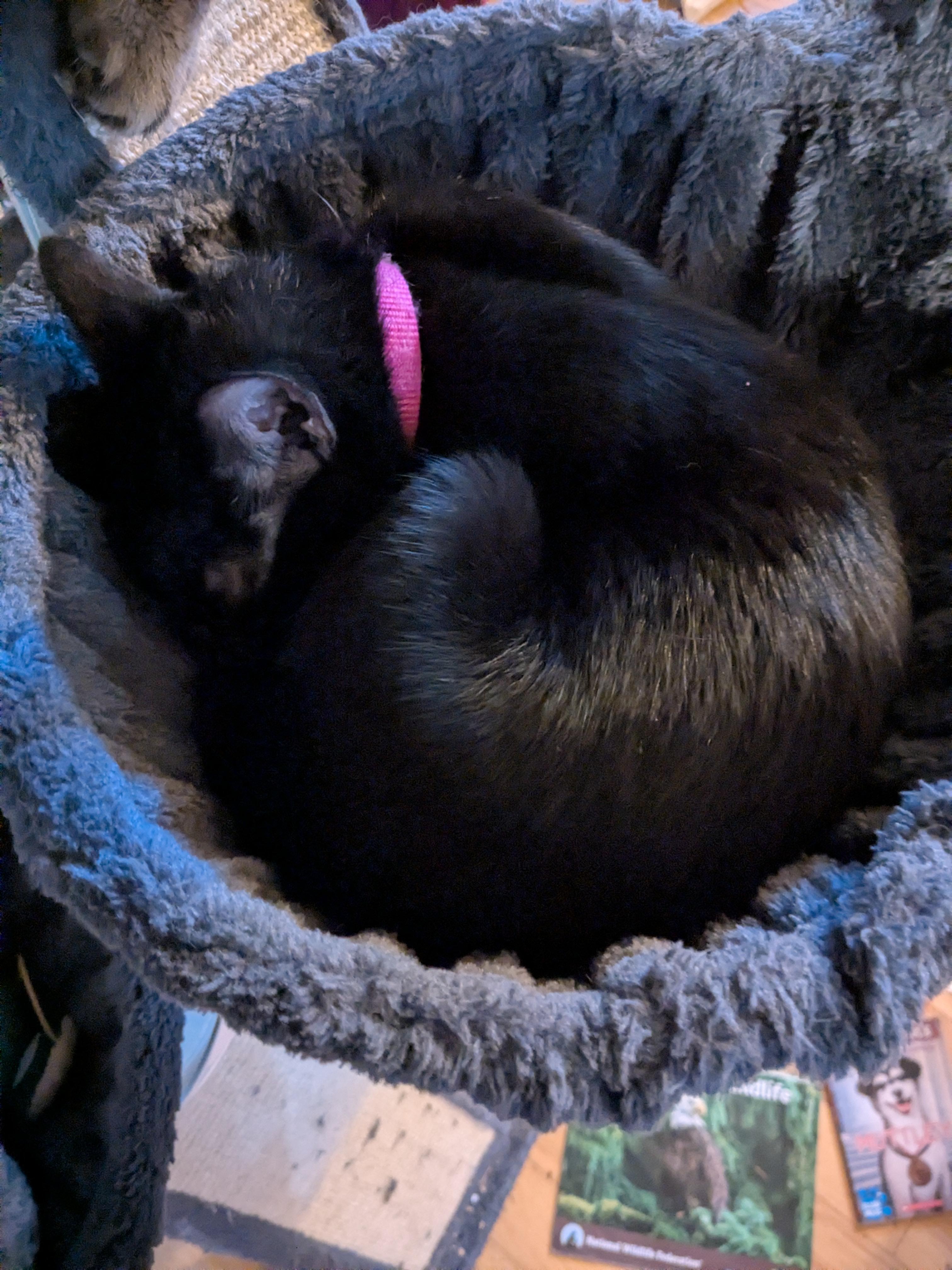 Enlarge Raisin, a Adoptable Domestic Short Hair in Puyallup, WA image 1/5