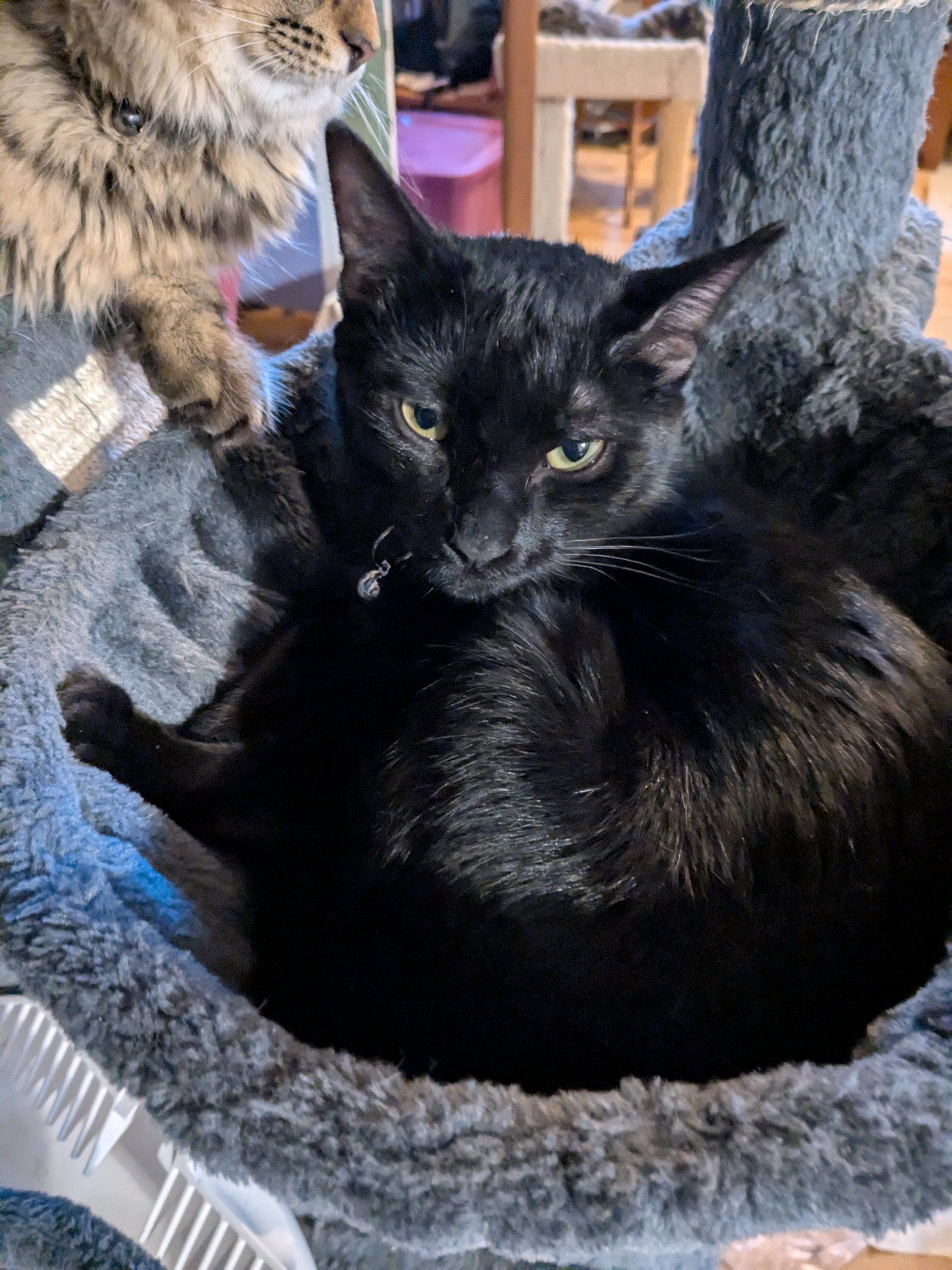 Enlarge Raisin, a Adoptable Domestic Short Hair in Puyallup, WA image 2/5