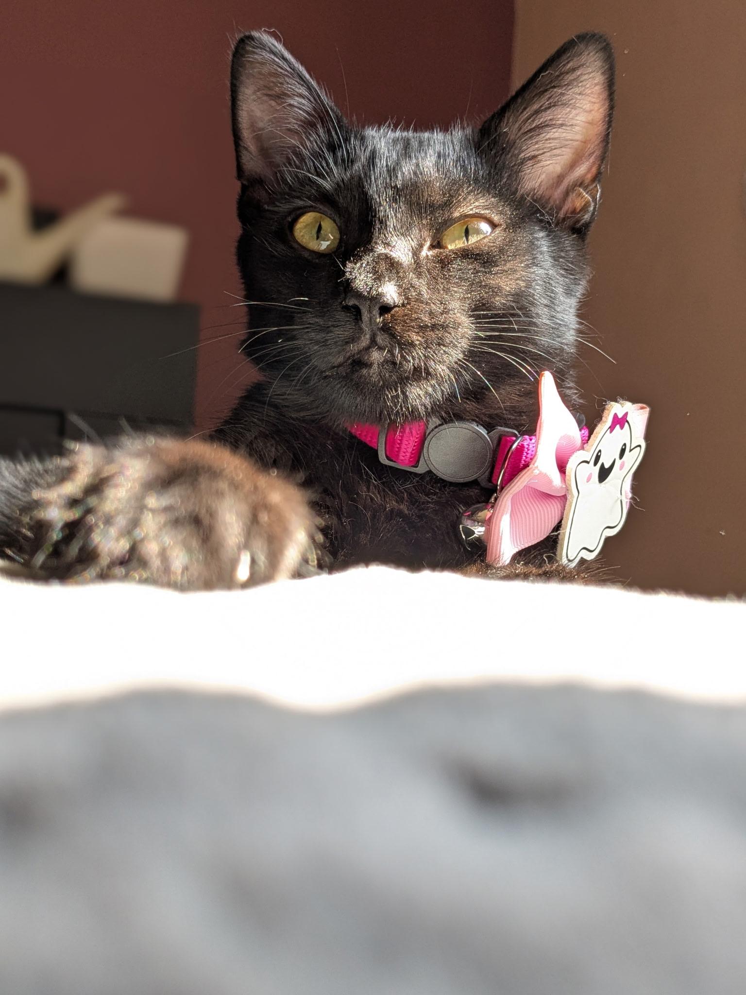 Enlarge Raisin, a Adoptable Domestic Short Hair in Puyallup, WA image 3/5