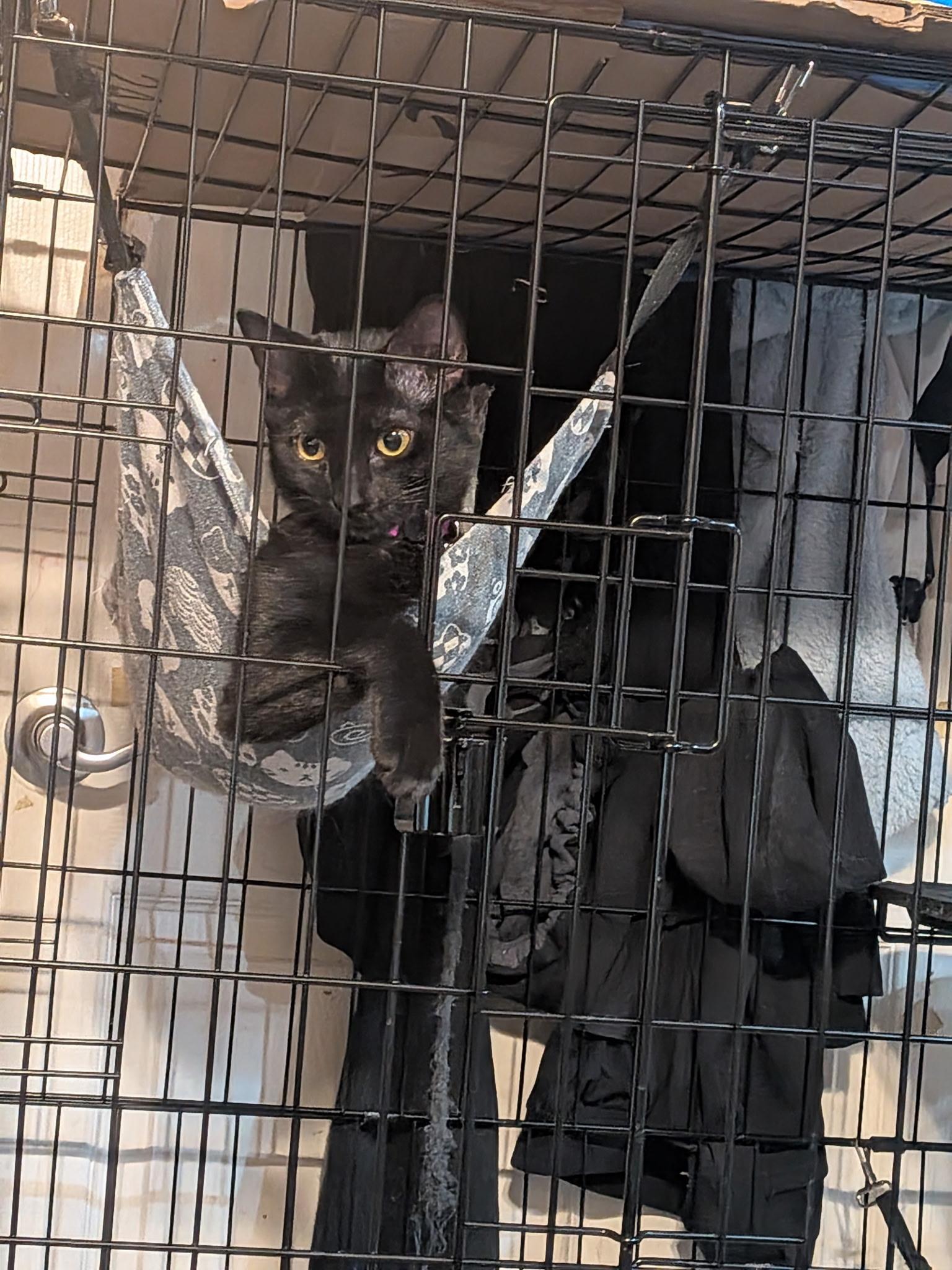 Enlarge Raisin, a Adoptable Domestic Short Hair in Puyallup, WA image 4/5