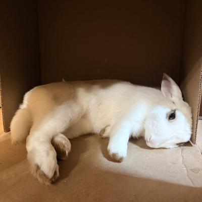 Enlarge Fig, a Adoptable mixed breed in Kalamazoo, MI image 1/6