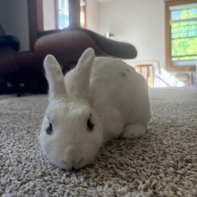 Enlarge Fig, a Adoptable mixed breed in Kalamazoo, MI image 2/6