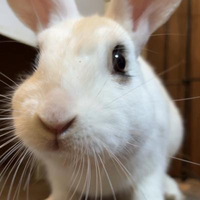 Enlarge Fig, a Adoptable mixed breed in Kalamazoo, MI image 4/6