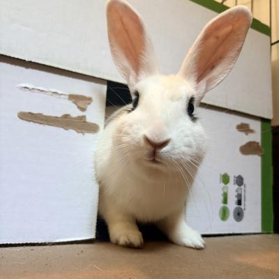 Enlarge Fig, a Adoptable mixed breed in Kalamazoo, MI image 6/6