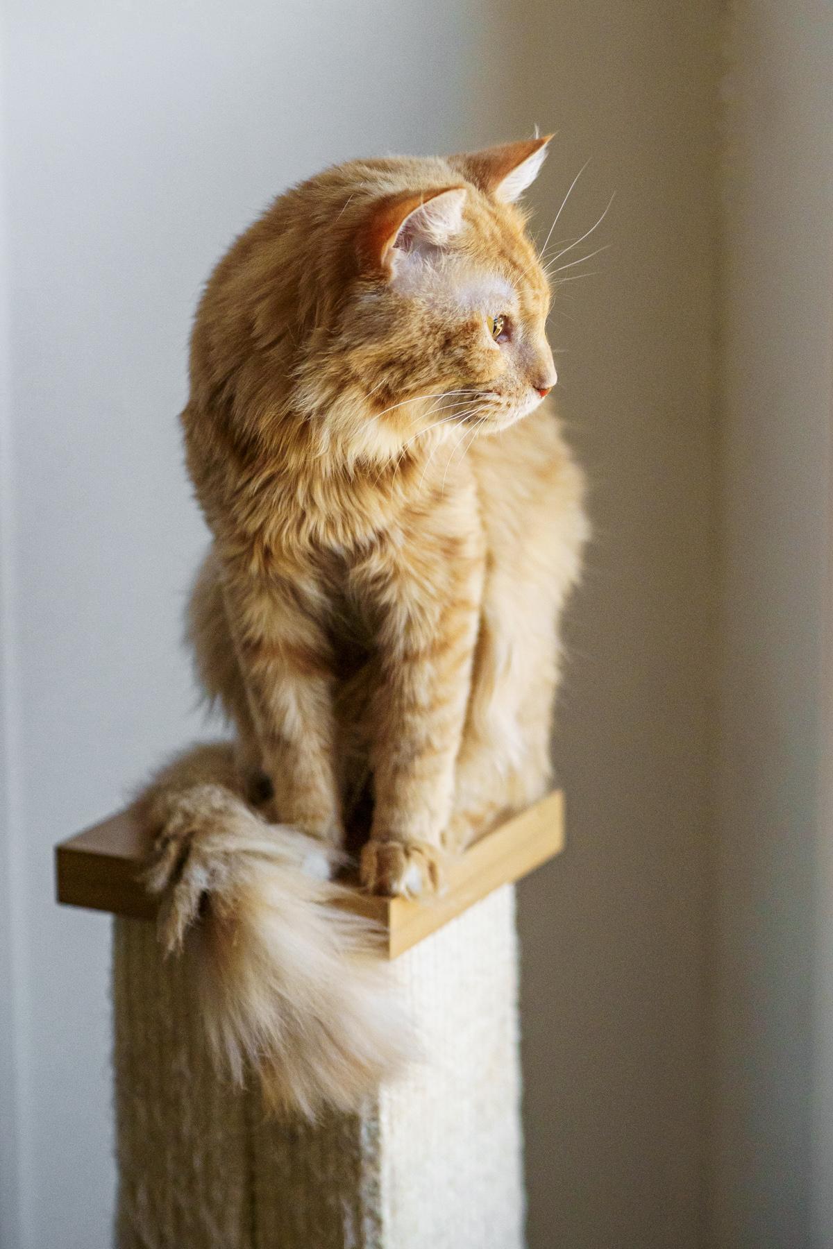 Enlarge Frankie, a Adopted mixed breed in Marble Falls, TX image 2/3