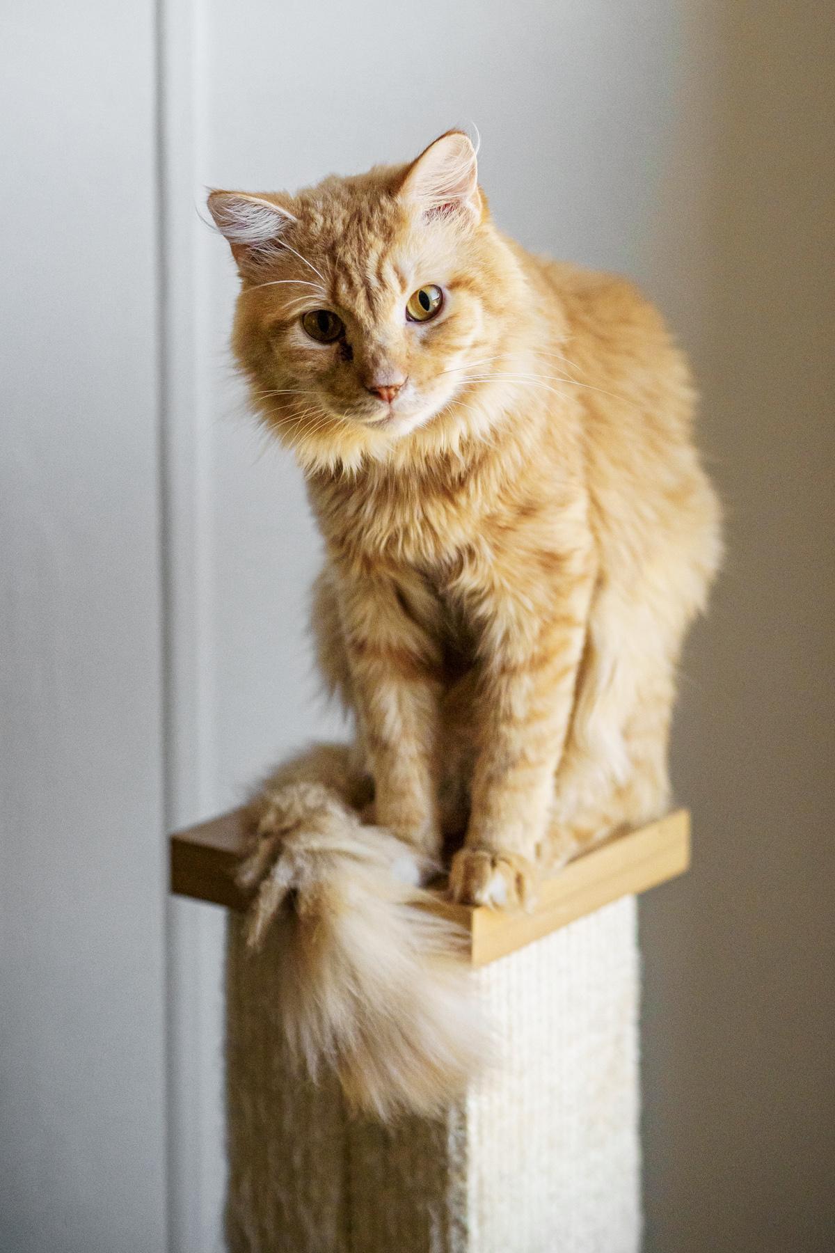 Frankie, Adopted, Adult Male Domestic Medium Hair & Tabby.