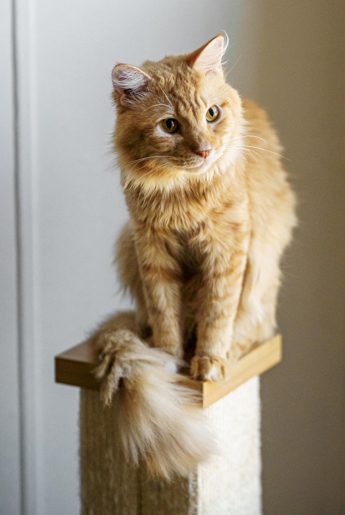 Enlarge Frankie, a Adopted mixed breed in Marble Falls, TX image 3/3