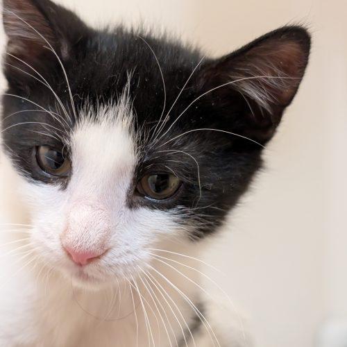 Enlarge Fair Isle, a Adoptable Domestic Short Hair in Toms River, NJ image 2/6