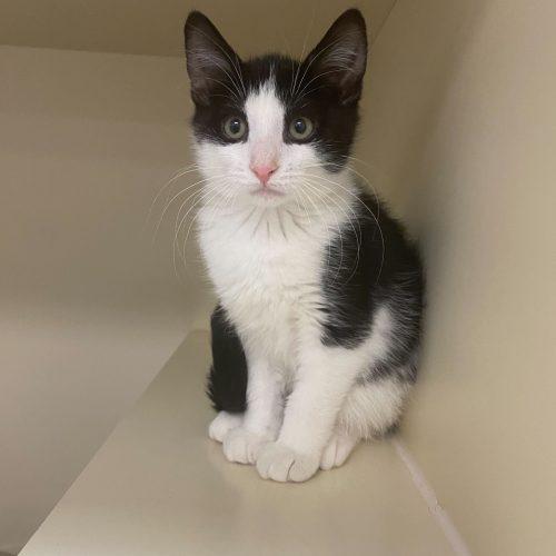 Enlarge Fair Isle, a Adoptable Domestic Short Hair in Toms River, NJ image 4/6