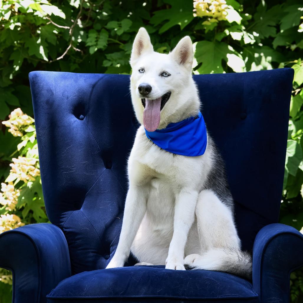 Reno "Reba", Adoptable, Adult Female Husky & Shepherd.