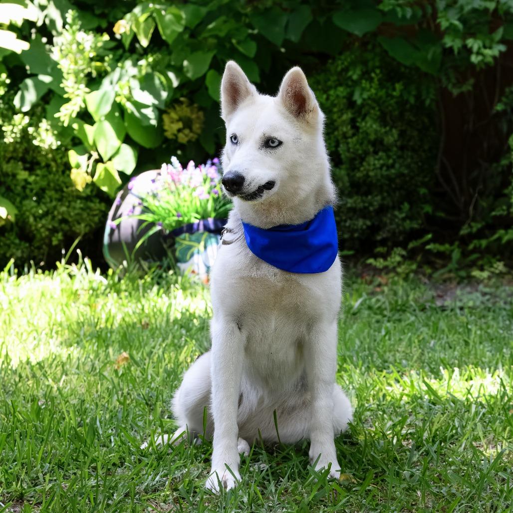Enlarge Reno "Reba", a Adoptable mixed breed in Weatherford, TX image 5/6