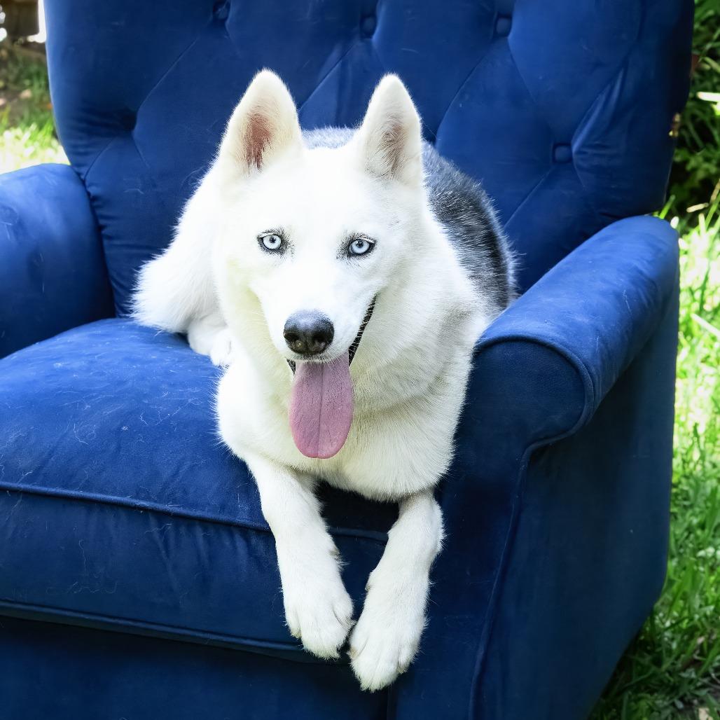 Enlarge Reno "Reba", a Adoptable mixed breed in Weatherford, TX image 6/6