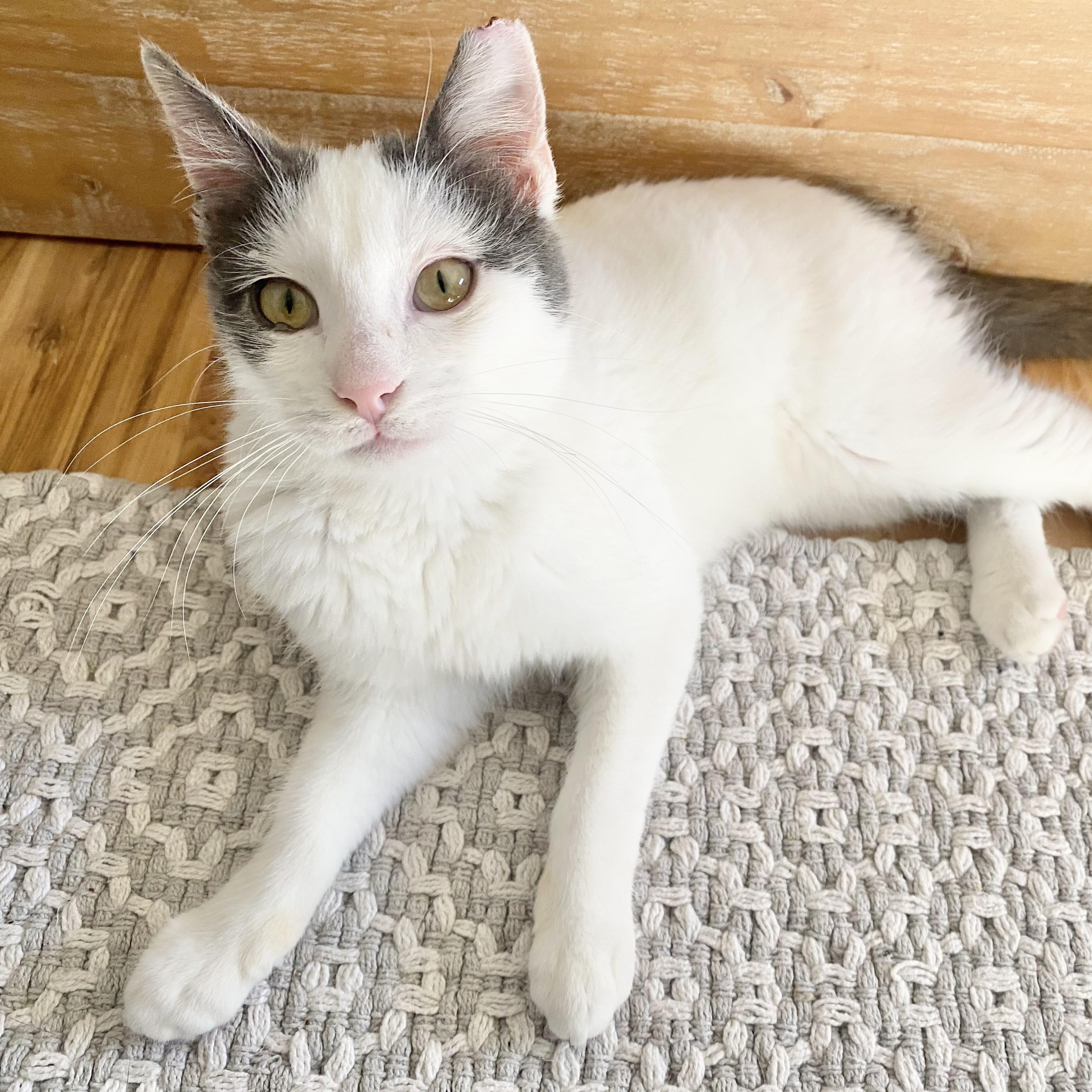 Enlarge Pickle, a ADOPTABLE Domestic Medium Hair in Chico, CA image 1/6