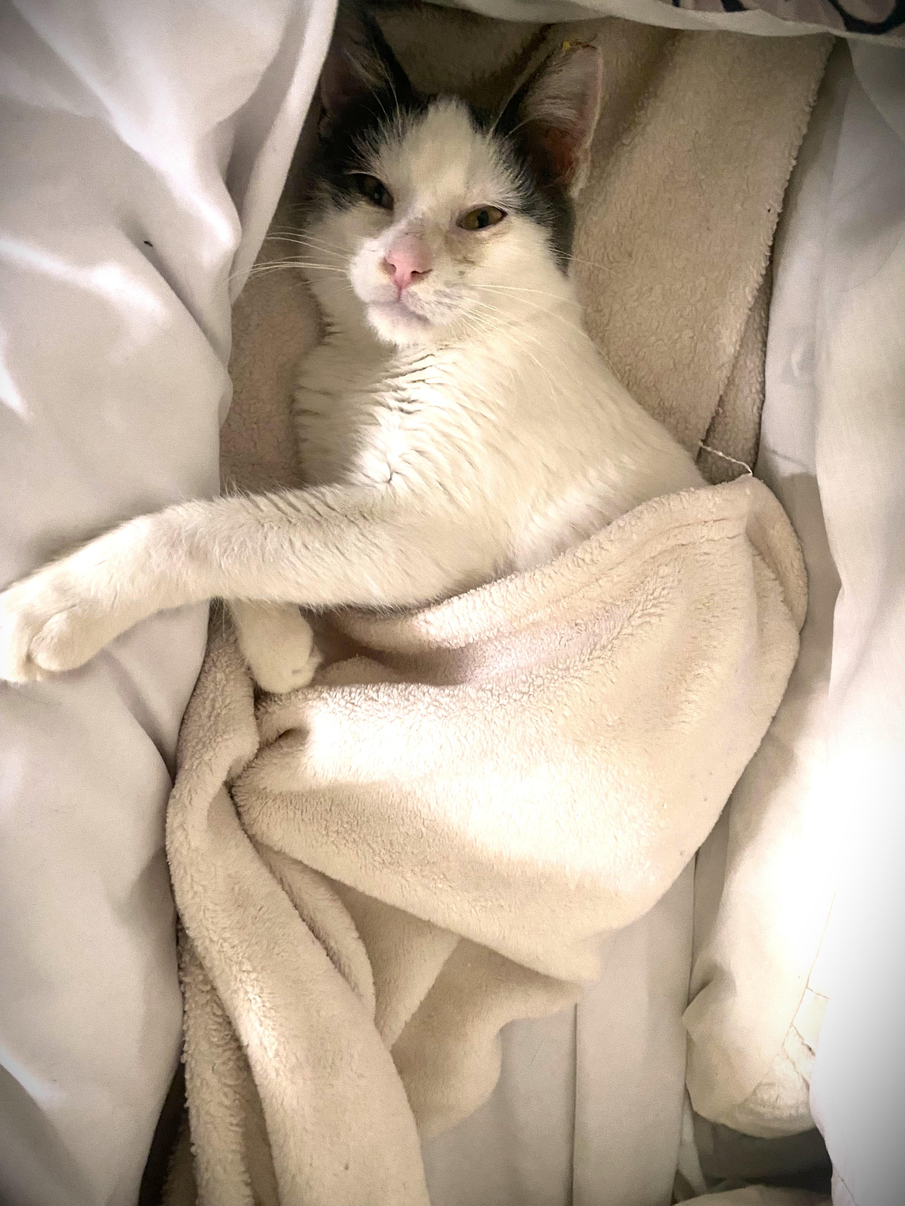 Enlarge Pickle, a ADOPTABLE Domestic Medium Hair in Chico, CA image 3/6