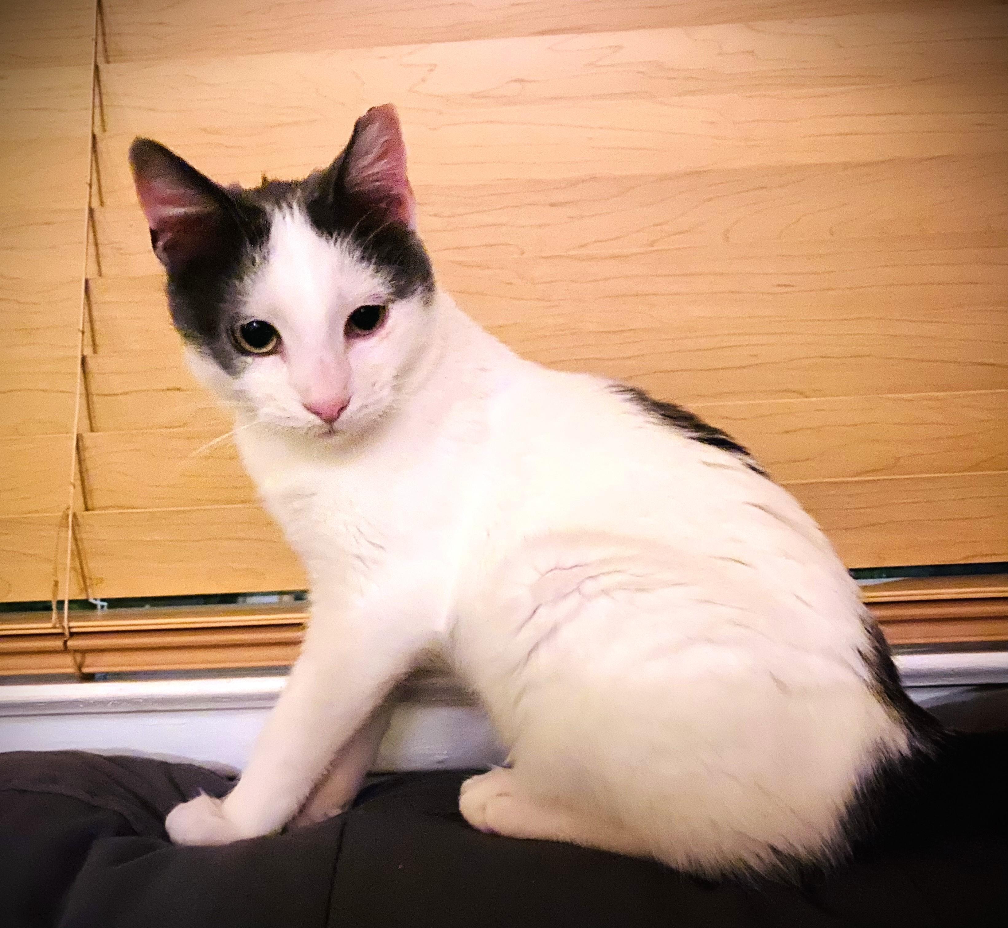 Enlarge Pickle, a ADOPTABLE Domestic Medium Hair in Chico, CA image 4/6