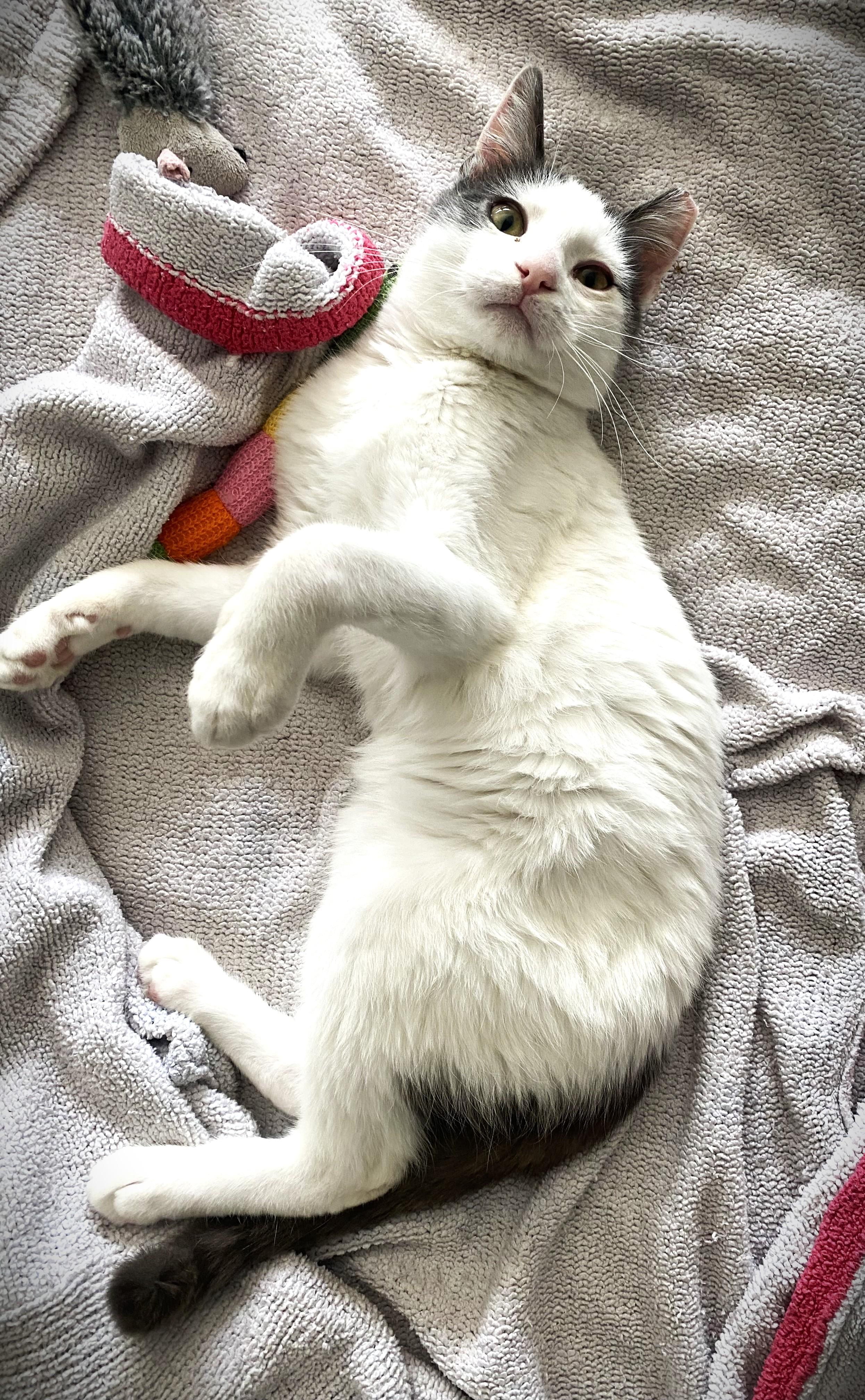 Enlarge Pickle, a ADOPTABLE Domestic Medium Hair in Chico, CA image 5/6