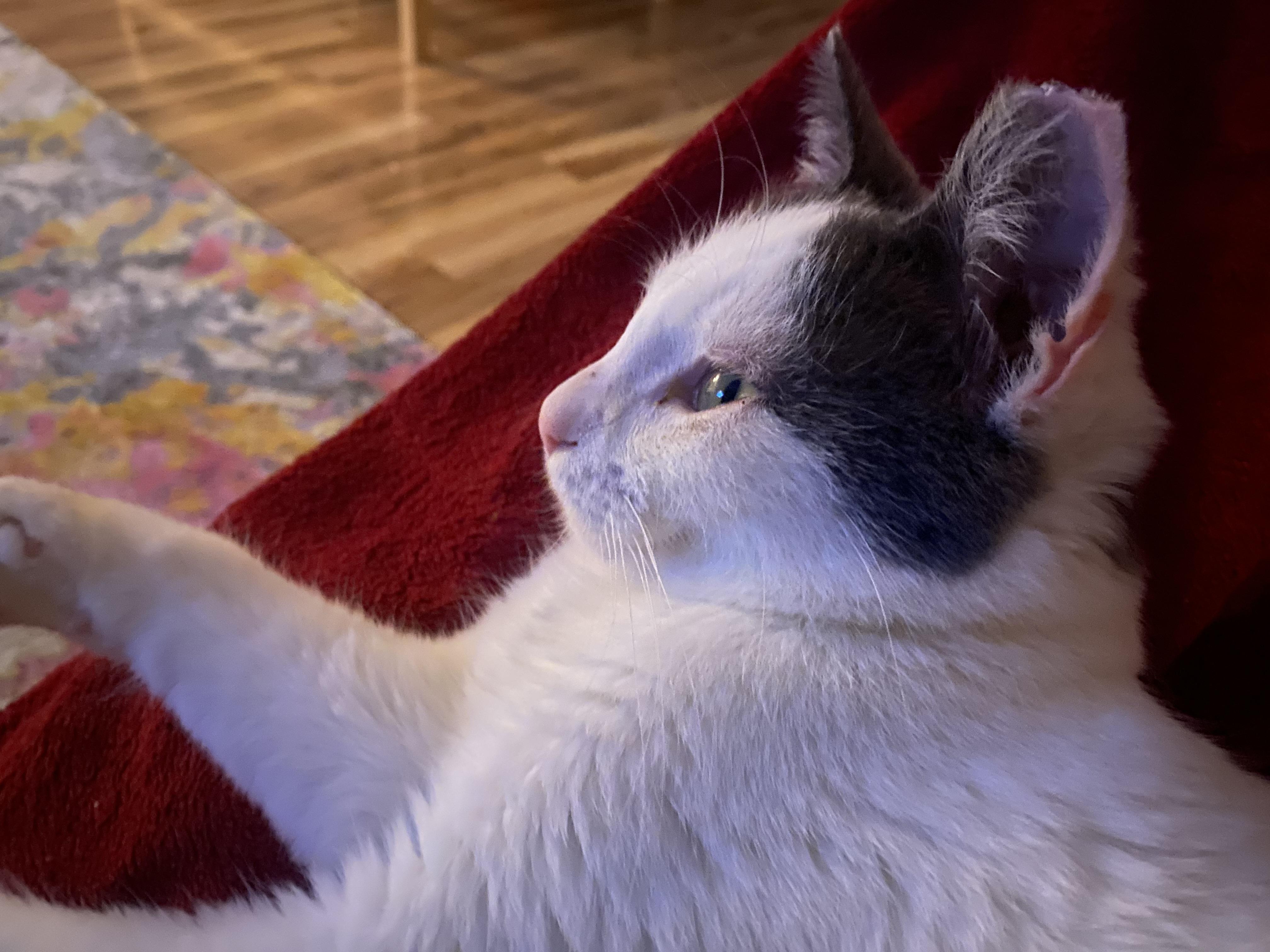 Enlarge Pickle, a ADOPTABLE Domestic Medium Hair in Chico, CA image 6/6