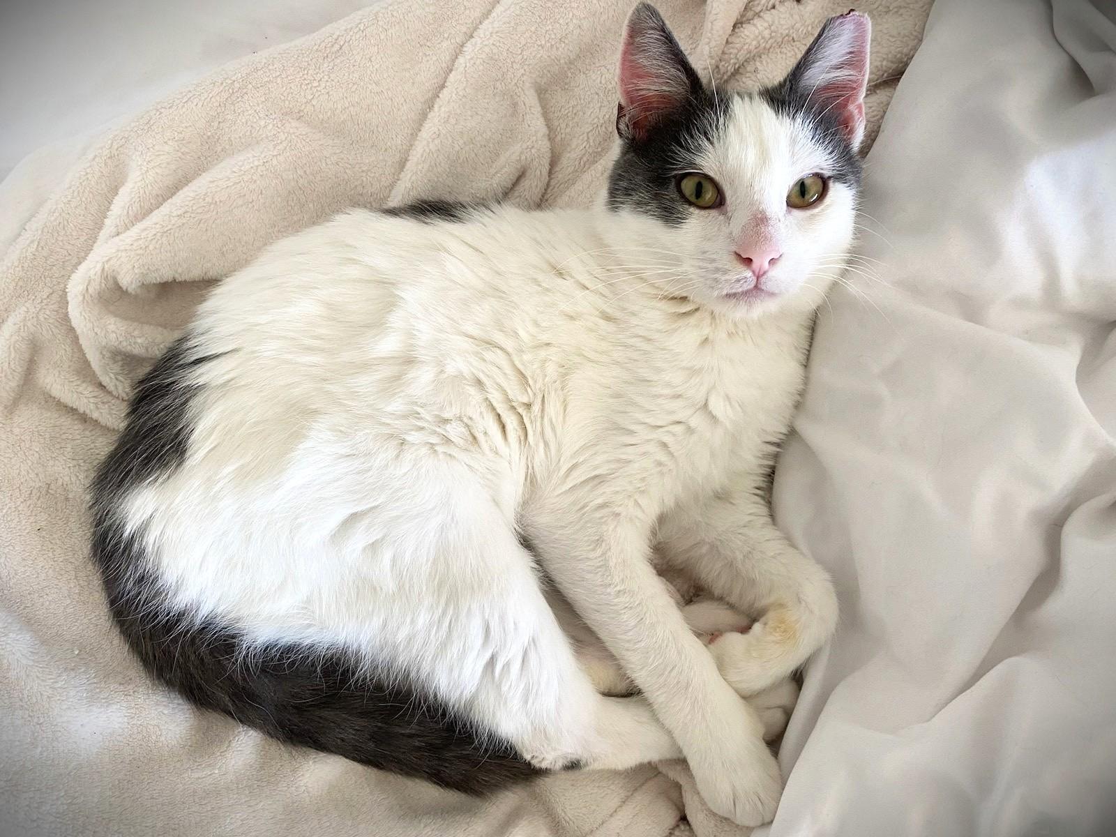 Pickle, ADOPTABLE, Young Male Domestic Medium Hair.