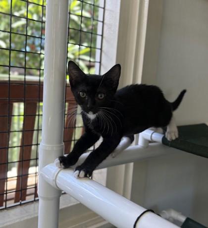 Yin, Adoptable, Kitten Male Domestic Short Hair & Domestic Short Hair.