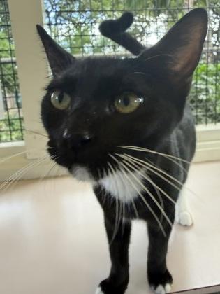 Enlarge Yin, a Adoptable mixed breed in Honolulu, HI image 2/3