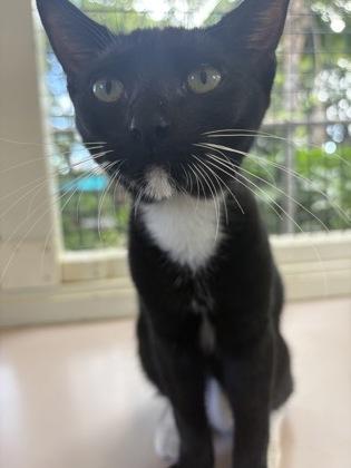 Enlarge Yin, a Adoptable mixed breed in Honolulu, HI image 3/3
