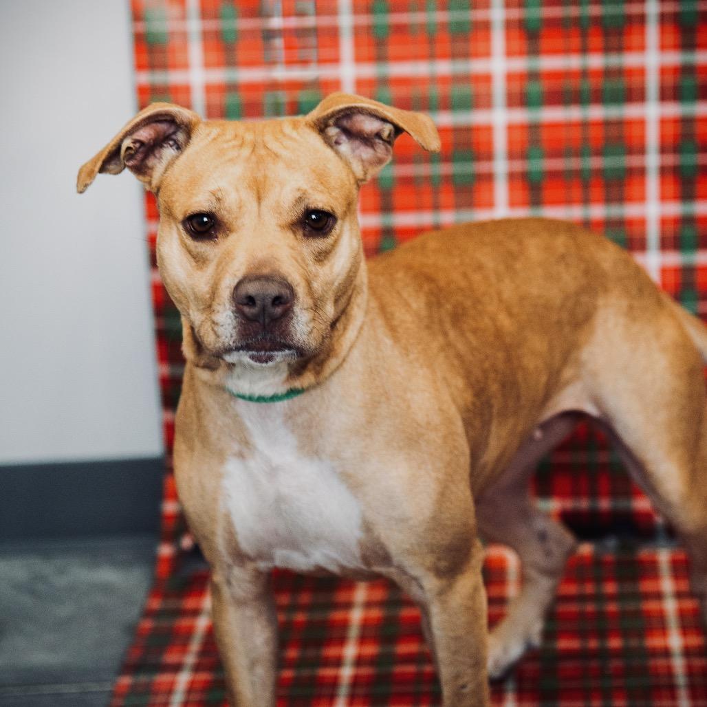 Addie, Adoptable, Adult Female Pit Bull Terrier & Mixed Breed.