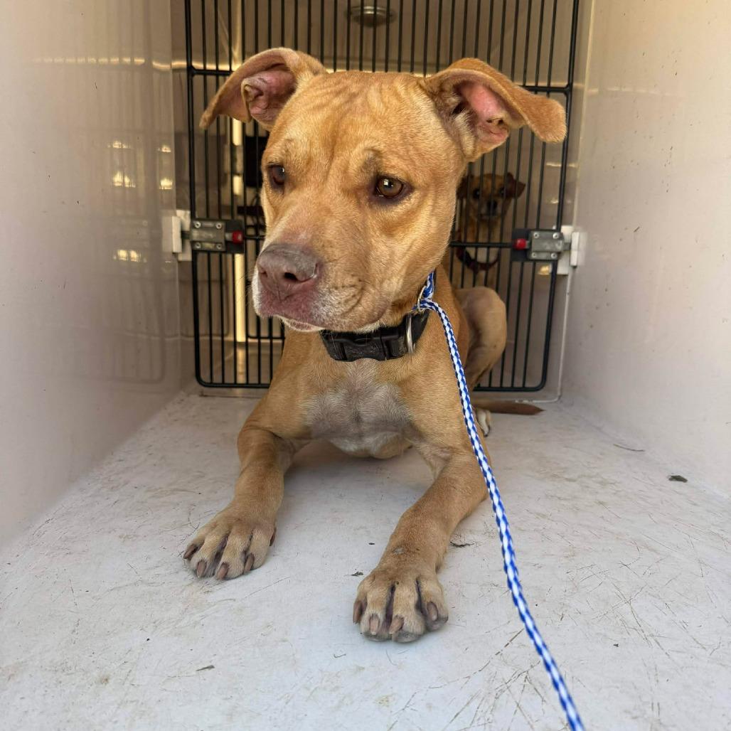 Enlarge Addie, a Adoptable mixed breed in Fairmont, WV image 2/2