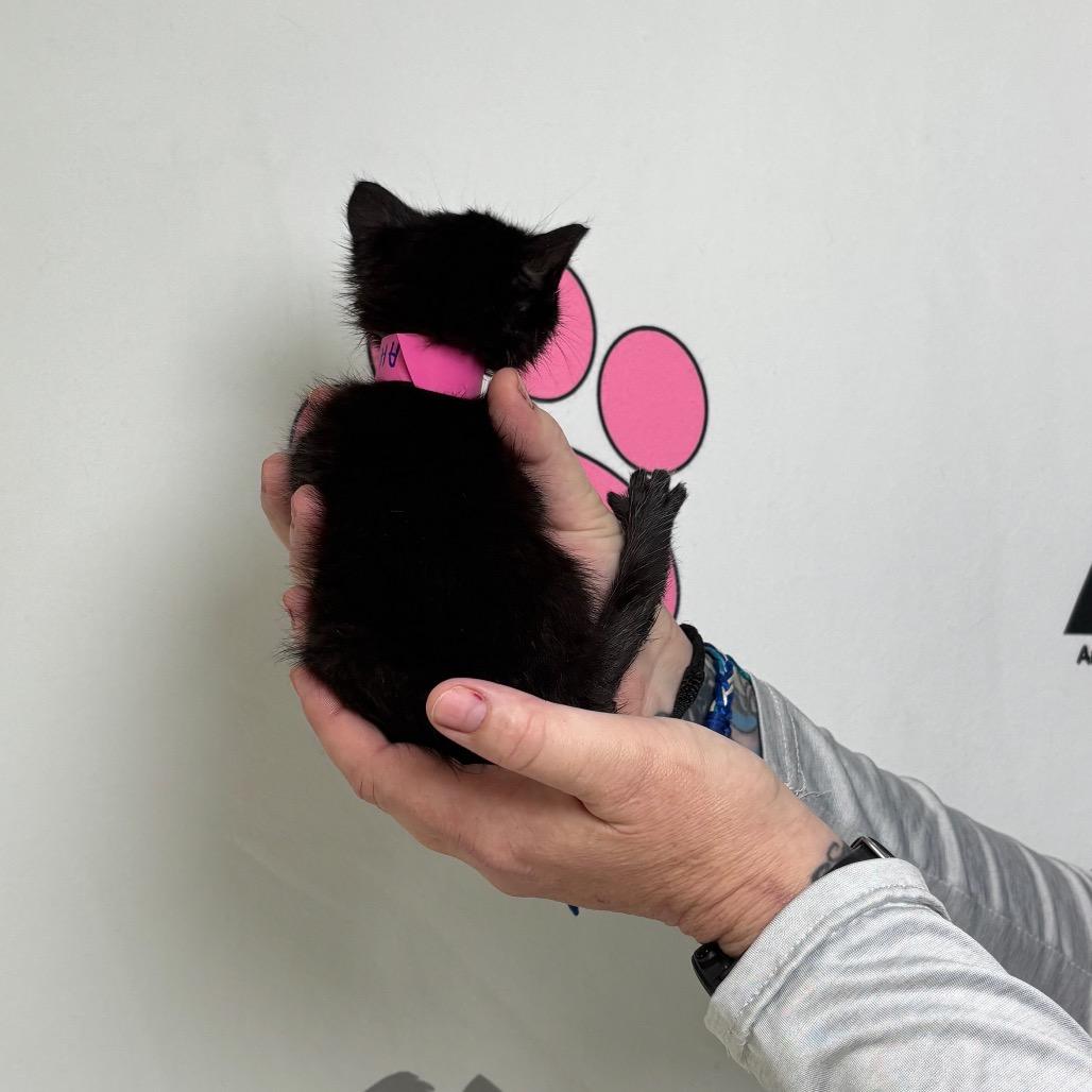 Moxie, Adoptable, Kitten Female Manx.