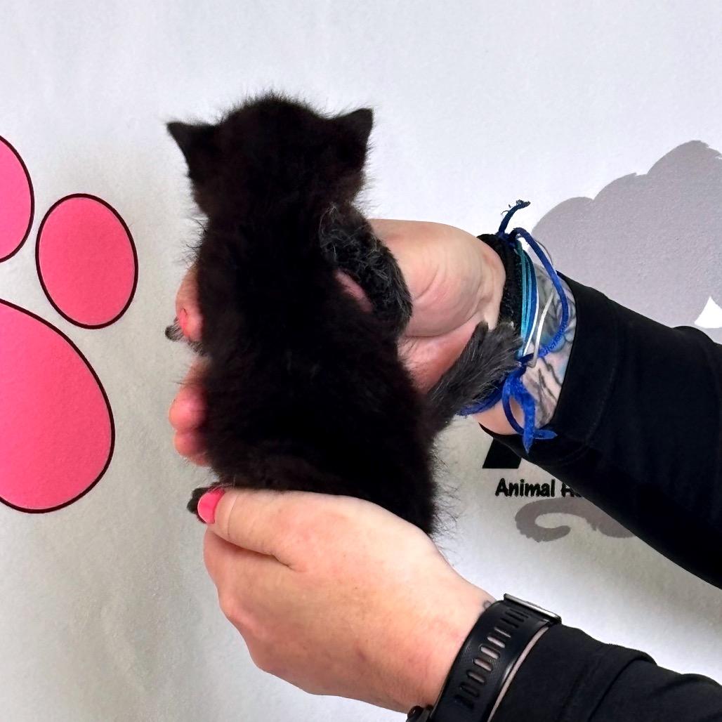 Moxie, Adoptable, Kitten Female Manx.