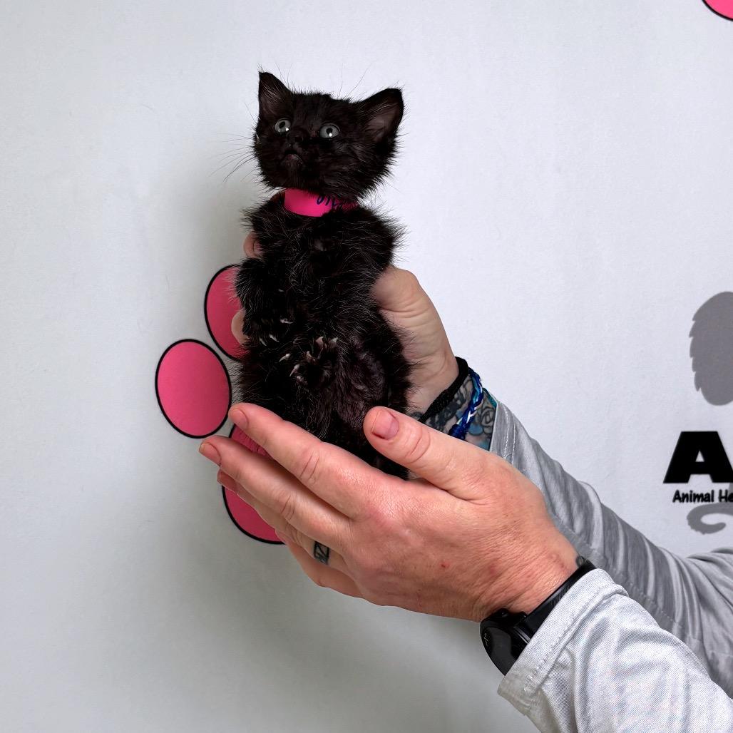 Enlarge Moxie, a Adoptable mixed breed in Milton, FL image 3/6