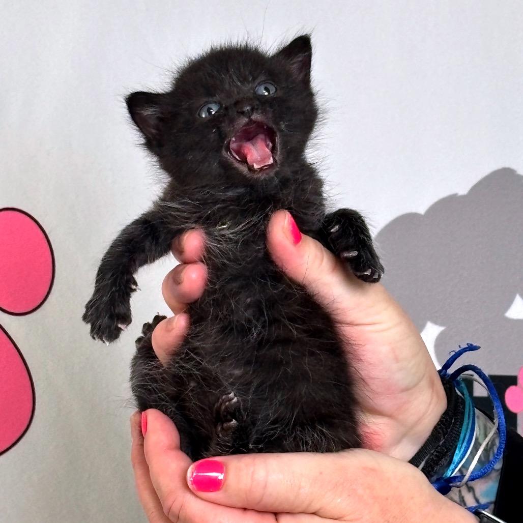 Enlarge Moxie, a Adoptable mixed breed in Milton, FL image 2/3