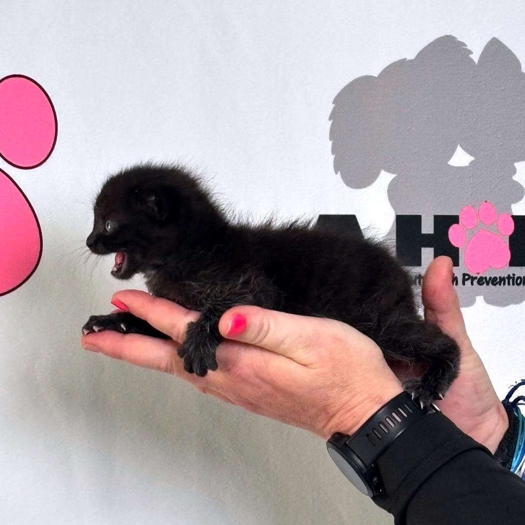 Enlarge Moxie, a Adoptable mixed breed in Milton, FL image 3/3