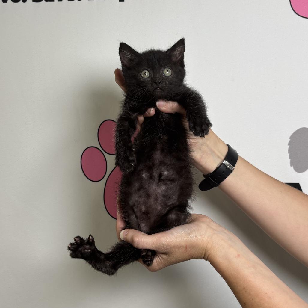 Enlarge Moxie, a Adoptable mixed breed in Milton, FL image 6/6