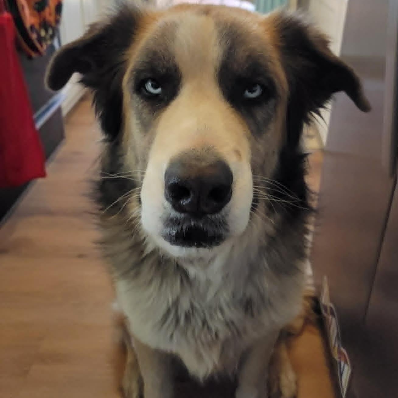 Lazuli (Zuli), ADOPTABLE, Adult Male Great Pyrenees & Siberian Husky.