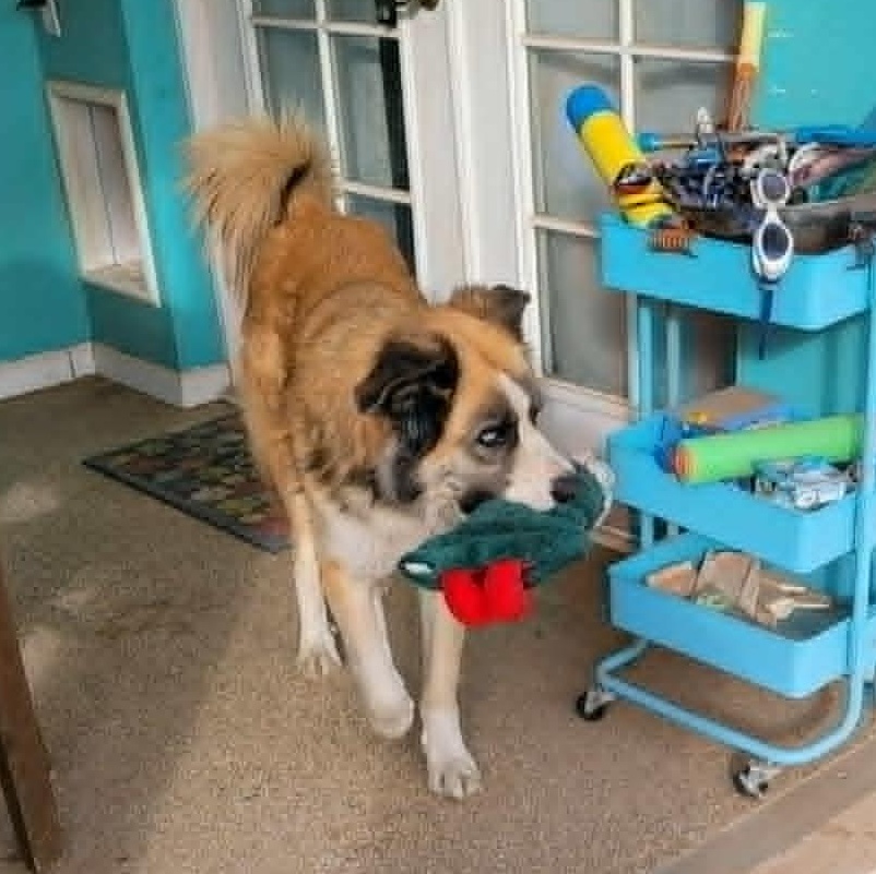 Enlarge Lazuli (Zuli), an adopted mixed breed in Mesa, AZ image 4/4