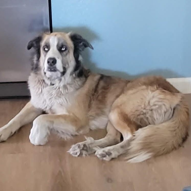 Enlarge Lazuli (Zuli), an adopted mixed breed in Mesa, AZ image 2/4