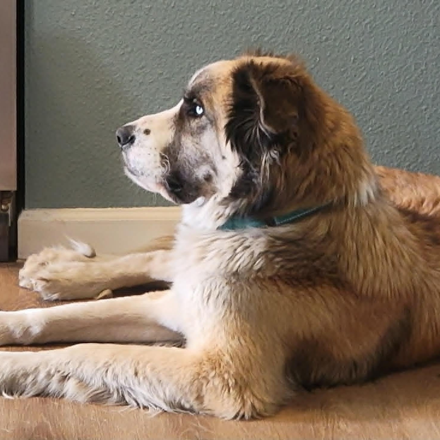 Enlarge Lazuli (Zuli), an adopted mixed breed in Mesa, AZ image 3/4