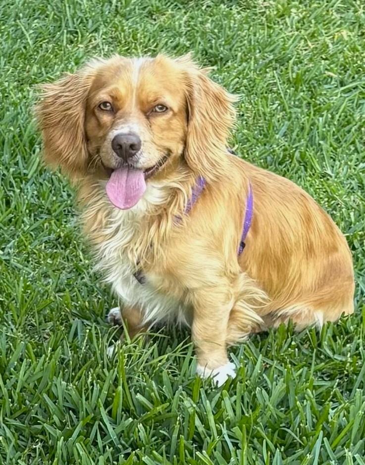 Enlarge Archie, a ADOPTABLE mixed breed in Plano, TX image 5/5