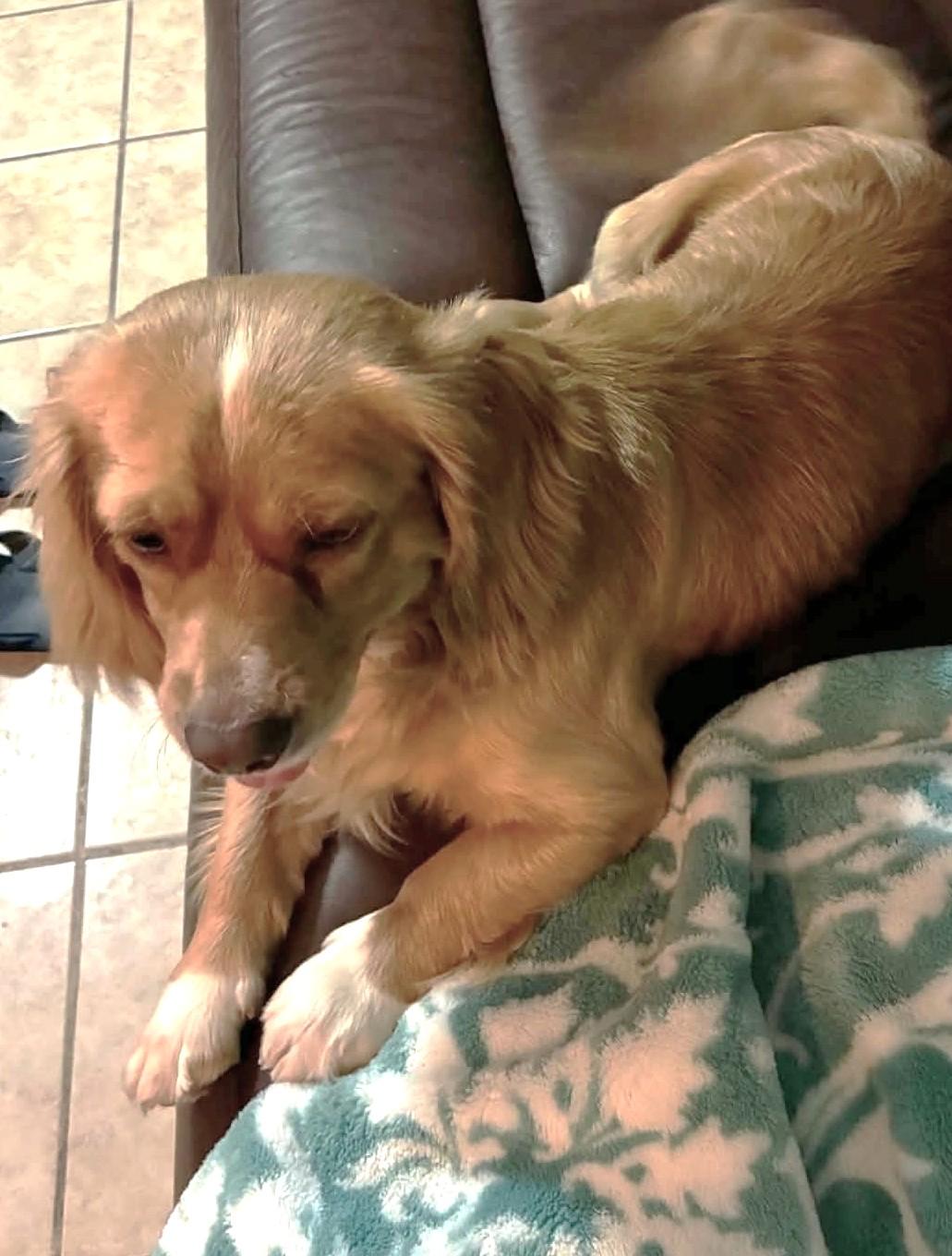 Enlarge Archie, a ADOPTABLE mixed breed in Plano, TX image 2/5