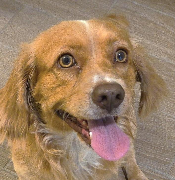 Archie, ADOPTABLE, Adult Male Cocker Spaniel.
